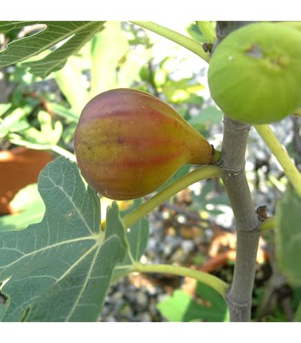 Amazon｜イチジク(無花果蓬莱柿)極太幹の大株苗｜観葉植物 オンライン通販
