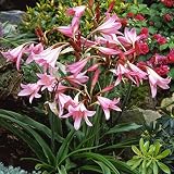クリナム：ポーウェリーピンク（薄桃）1球入り[ハマユウの仲間・多輪咲きのトロピカル球根植物] ノーブランド品