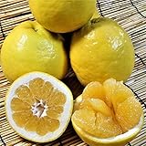 愛媛 愛南町産 【 河内晩柑（愛南ゴールド）】（贈答用5kg） 爽やかジューシー夏の柑橘 農地直送 宇和海の幸問屋