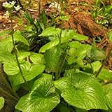 Wasabi seeds - Wasabi - 20 seeds