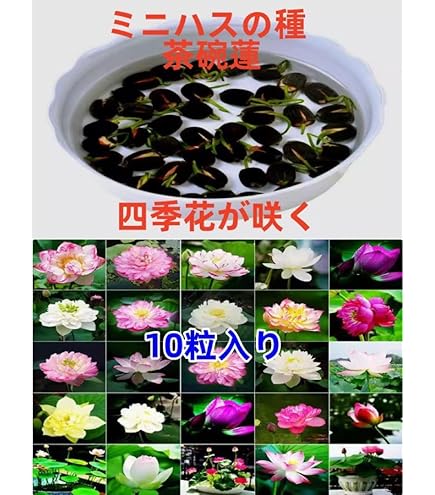 Amazon.co.jp: ミニ の種 茶碗蓮 の種 屋内外植付け お得な値段設定 10
