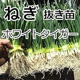ねぎ苗・ホワイトタイガー（抜き苗50本束）