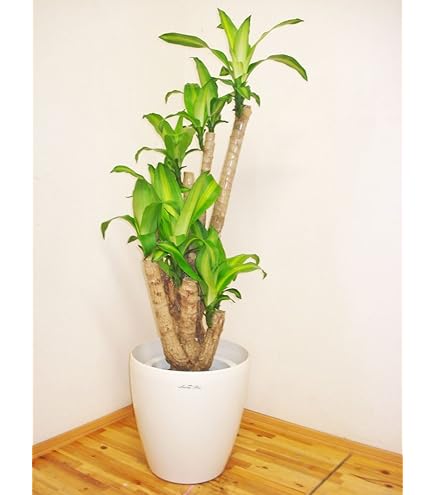 Amazon｜＜現品＞丸っぽい葉っぱが可愛いシーグレープ／115cm（8号