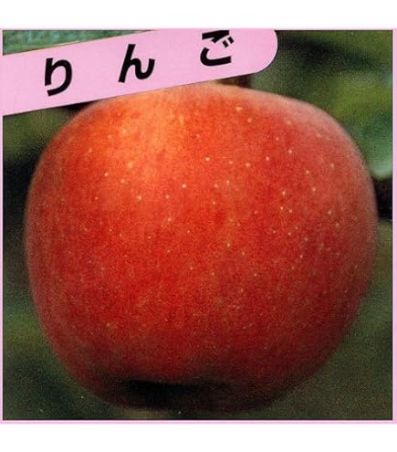 Amazon.co.jp: リンゴの苗木 津軽の苗木 13.5cmポット苗 接木1年生苗