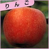 林檎（りんご）苗木　津軽M26