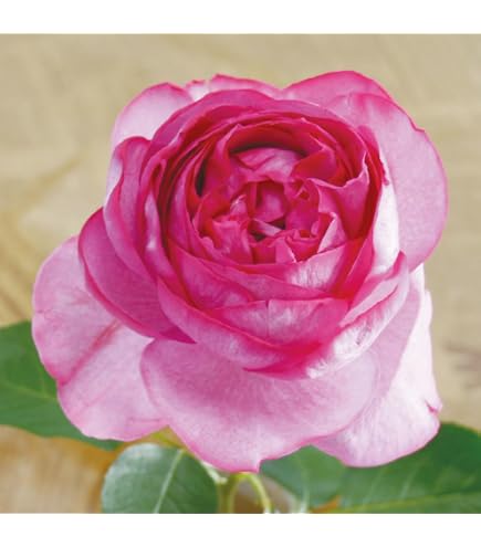 Amazon.co.jp: バラ 苗 四季咲 花 良い 強健 強香 切花 : DIY・工具