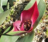 Androcymbium pulchrum - Cup-and-saucer - men-in-a-boat - 10 seeds