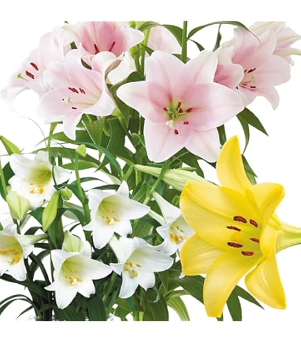Amazon.co.jp: 豪華すぎるカサブランカ 芽出し球根 ユリの苗 №127