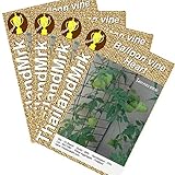 フウセンカズラ Thai Cardiospermum halicacabum Sapindaceae 10 Seeds ThailandMrk