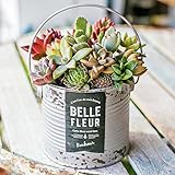 多肉植物 寄せ植え taniku シャビー ラベル 缶 ラウンド Lサイズ （ シルバー 柄 ）