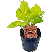 61lLW0izqWL._AC_UL210_SR210,