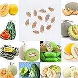 ウクレレ園芸SHOP 20種メロン Mix種子30粒330円 〜世界中の美味しいメロンの種大集合〜 家庭菜園 観葉植物 野菜の種 vegetable seeds (1袋30粒)