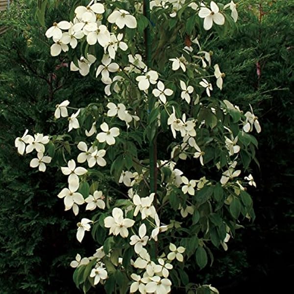 ヤマボウシ 山法師 ホンコンエンシス 常緑 紅葉 食用可 果実 植木 植木 Amazon