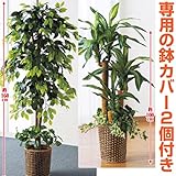 インテリアグリーン2点セット【ベンジャミン＆幸福の木】 光触媒加工 鉢カバー/下草付き【代引不可】 生活用品 インテリア 雑貨 インテリア 家具 観葉植物 top1-ds-1569507-ah [簡素