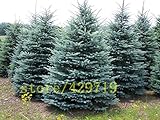 100 PCSコロラドブルースプルース（トウヒのpungens）の種子エバーグリーンツリートウヒPungensグラウカツリー種子