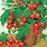 100PCS Bonsai Pearl Tomato seeds Mini Cherry Potted Sweet Fruit Vegetable Organic Fresh Red