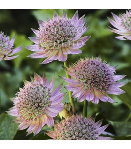 Amazon.co.jp: 宿根草 苗 アストランティア ローマ 10.5cmポット