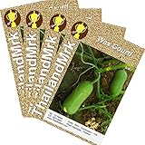 トウガン Thai Winter melon Benincasa hispida Cucurbitaceae 4 Bulk ThailandMrk