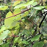 【ぶどう苗木】山ぶどう オス 12cmポット苗