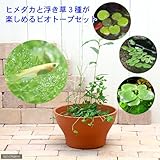(ビオトープ/水辺植物)インスタント・ビオトープ ヒメダカ・浮き草3種セット(テラコッタブラウン) 説明書付 本州・四国限定[生体]