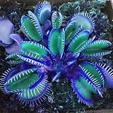 ダビツェ100 PCSガーデンポットブルーの食虫植物の種子レア・ディオネアア・ムシシプラ・フライトラップ盆栽
