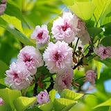 桜(サクラ)苗木 兼六園菊桜