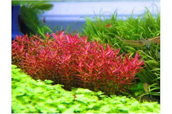 Amazon Co Jp 新着ランキング 生体 水草 の新着ランキングです