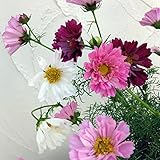 コスモス ダブルクリック花色ミックス3号ポット 6株セット ノーブランド品