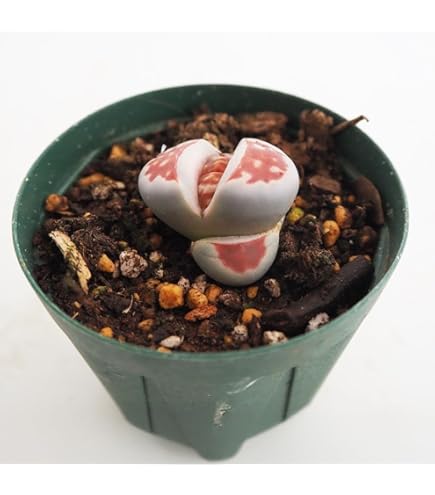 Amazon｜多肉植物：ユーフォルビア ポイゾニー錦*葉幅8cm Euphorbia
