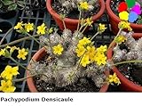 【多肉植物／塊根植物】Pachypodium Densicaule★パキポディウム・デンシカウレ 恵比寿大黒 種子５粒 [並行輸入品]