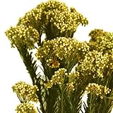 ヴェルディッシモ ライスフラワー イエロー120g プリザーブド花材