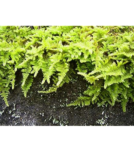 Amazon｜シノブゴケ（忍苔）【天然無農薬】1セット｜観葉植物