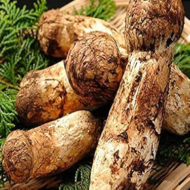 【大人気‼︎ 厳選450g 】 本日採れ‼︎ 極上 松茸◆クール便発送◆ 楽天市場】最高級マツタケの通販