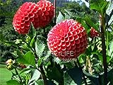 Rare Yellow Orange Dahlia Seeds Chinese Flower Seeds Bonsai Plants for Garden 50PCS / PACK 1