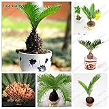Bulk seed potted cycas, foliage plants purify the air cycads tree 100% true seed,one pcs / bag