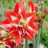 真アマリリス球根（未アマリリス種子）美しい盆栽花の球根バルバドスリリー鉢植えホームガーデン工場-2電球9