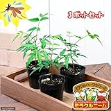charm(チャーム) (観葉植物) ハーブ苗 ミラクルニーム 3号(3ポットセット) 虫除け植物
