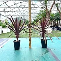 高さ約１３０㎝ドライガーデンにおすすめのコルジリネ・オーストラリスペコ 61lk7KY5bVL._AC_UL210_SR210,