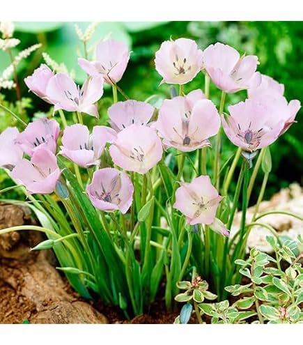 Amazon.co.jp: ロイヤルカフェオレダリア 多年草 球根 花 : DIY・工具