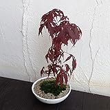 盆栽セット：モミジ赤 ノーブランド品