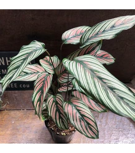 Amazon｜希少 美株 カラテア 観葉植物 マラント クロアマンニー 鉢ごと