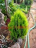 1bag=50 pcs bonsai cypress seeds mini bonsai Cypress trees Platycladus orientalis oriental arborvita