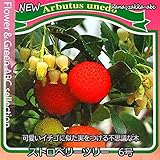 【いちごみたいな人気の果実】ストロベリーツリー・6号鉢【野菜果樹苗】