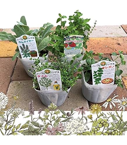 Amazon|カルダモン 3苗 ハーブ|観葉植物 オンライン通販 Amazon|カルダモン 3苗 ハーブ|観葉植物 オンライン通販