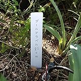 ゴールドラベル短冊型3cm×21cm（白）25枚セット[鉛筆で書ける植物用品種ラベル] ノーブランド品