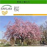 SAFLAX - 桜 - 30 個の種。- より良い栽培のための土壌を含みます - Prunus serrulata