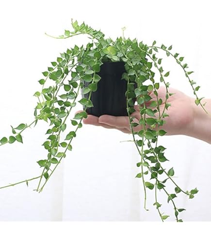 Amazon｜おしゃれ 観葉植物：ディスキディア ヌンムラリア