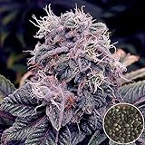 200種子/パックシャーマン種子花畑栽培(200pcs/袋)