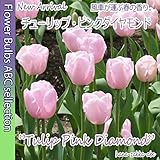 ◆【オランダからの花便り】人気No.1「チューリップ・ピンクダイヤモンド」10球【球根】