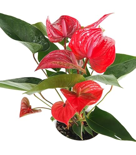Amazon｜アンスリウム red tiger 種1粒｜観葉植物 オンライン通販